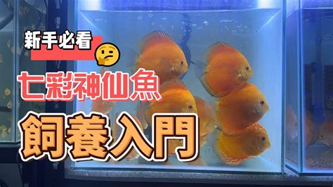 七彩神仙魚飼養入門|飼養七彩神仙魚的8個小技巧，一看就懂！